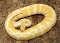 cutes healhy albino and piedbald python for sale