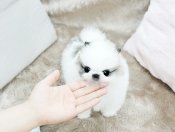 Super Cute Teacup Pomeranian Puppies Available (385) 233-4950