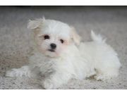Two Maltese puppies ready for adoption