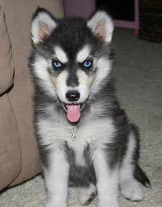siberian husky puppies pictures. Awesome Siberian Husky Puppies