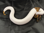  Awesome Albino And Piebald Pythons Available