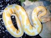 online sale of albino and piebald pythons 