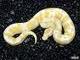 Captive breed albino and piebald pythons for adoption