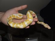  Cute Albino And Piebald ball pythons for adoption