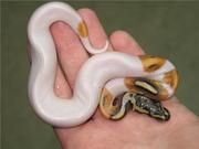 Albino And Piebald Pythons